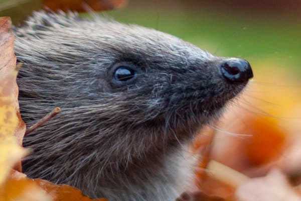 Sussex Wildlife Trust